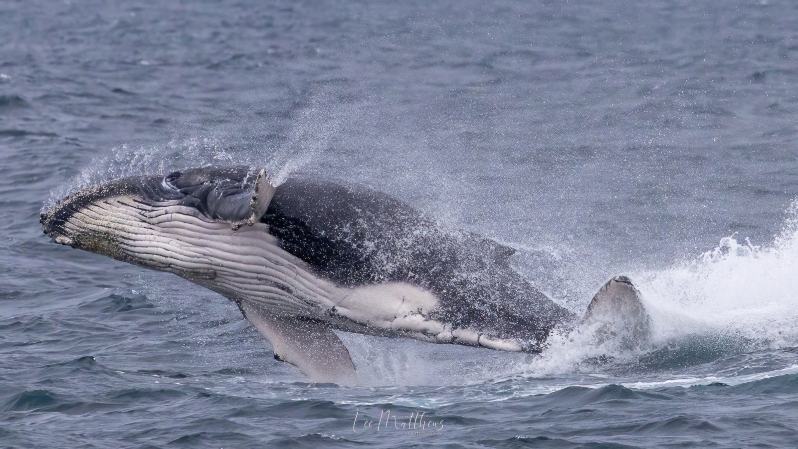 a whale jumping out of the water