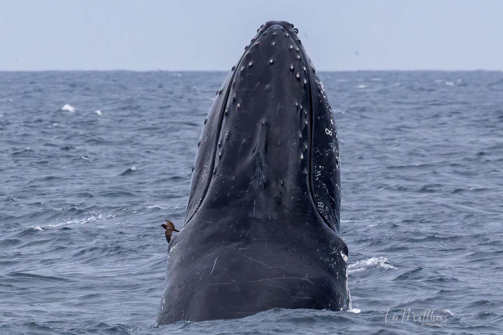 a whale jumping out of the water