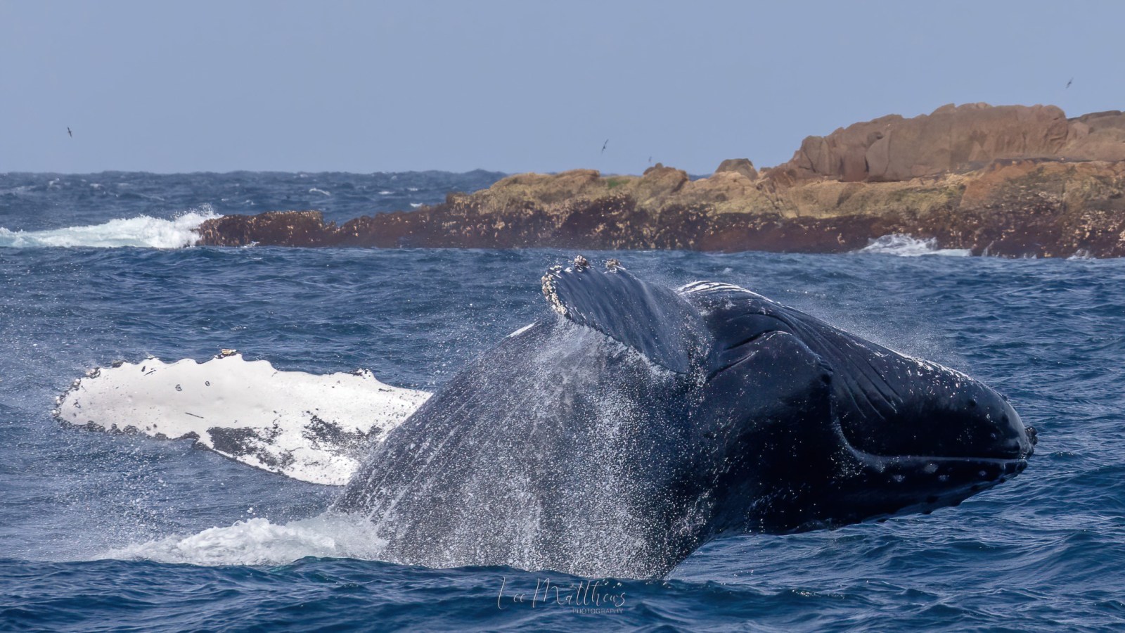 a whale jumping out of the water