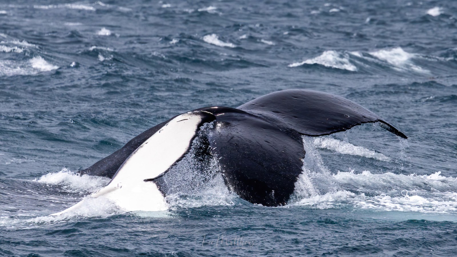 a whale jumping out of the water