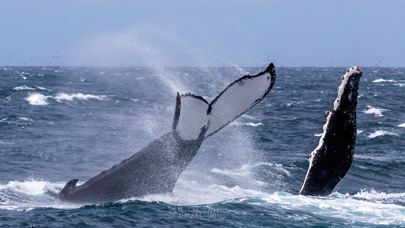 a whale jumping out of the water