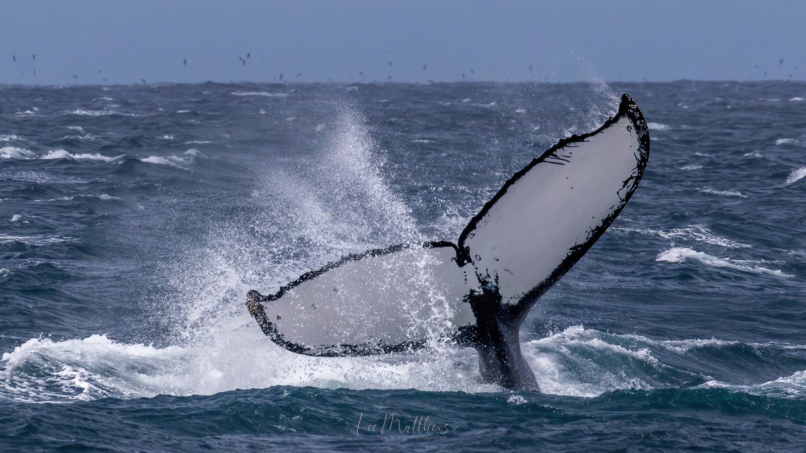 a whale jumping out of the water