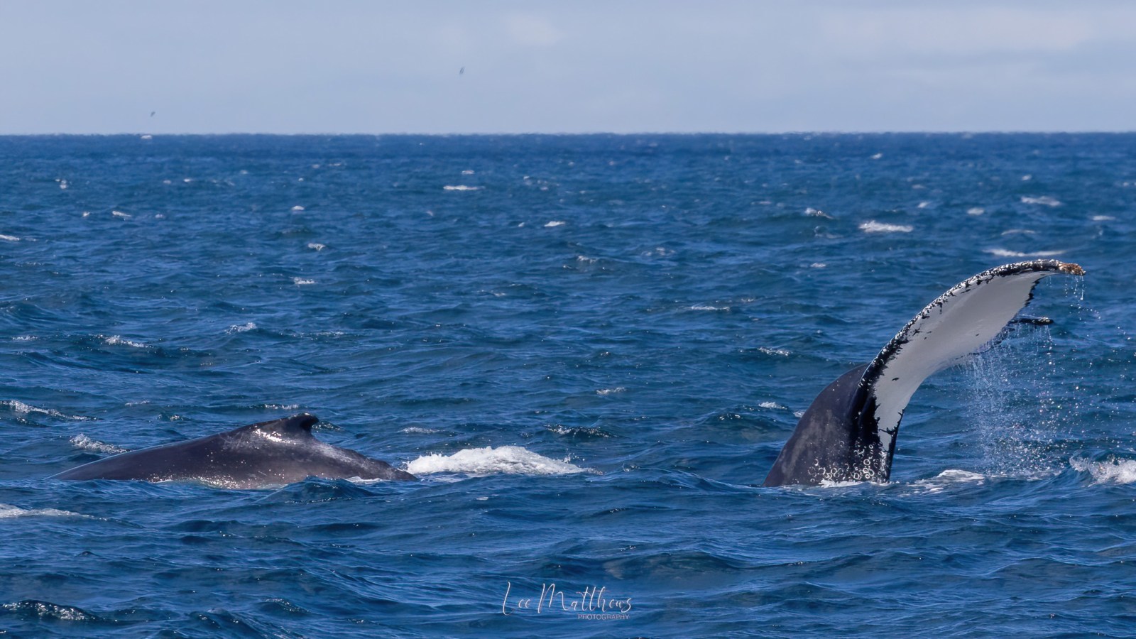 a whale jumping out of the water