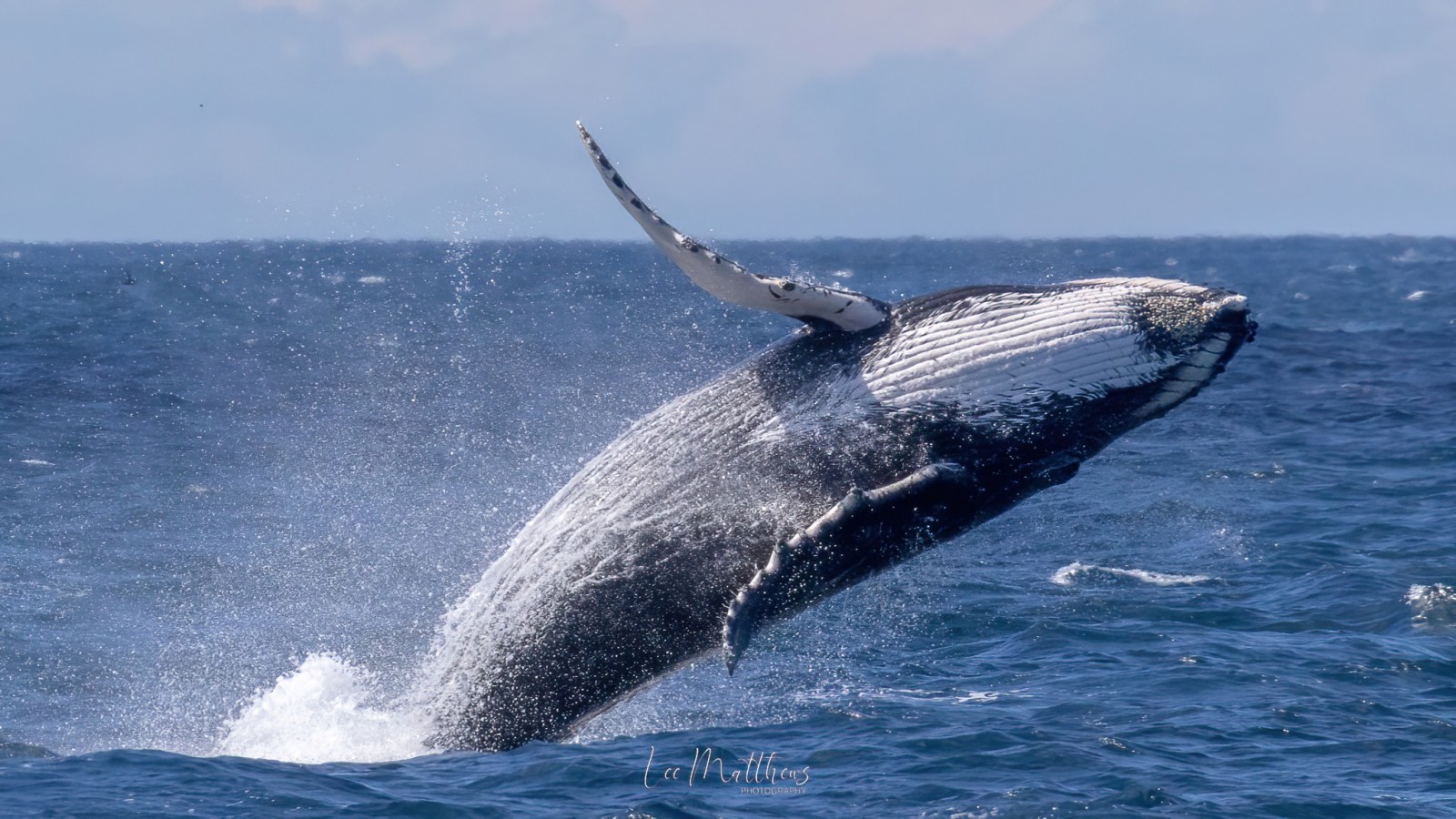 a whale jumping out of the water