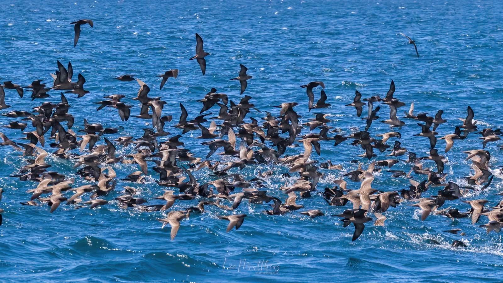 Whale Watching Moonshadow TQC Cruises Port Stephens Lee Matthews