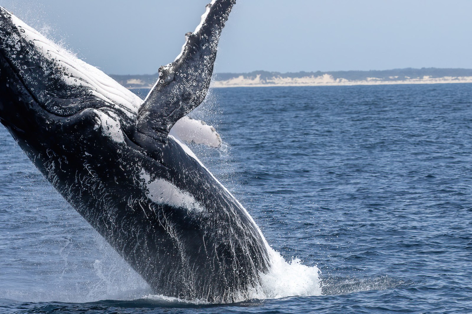 a whale jumping out of the water