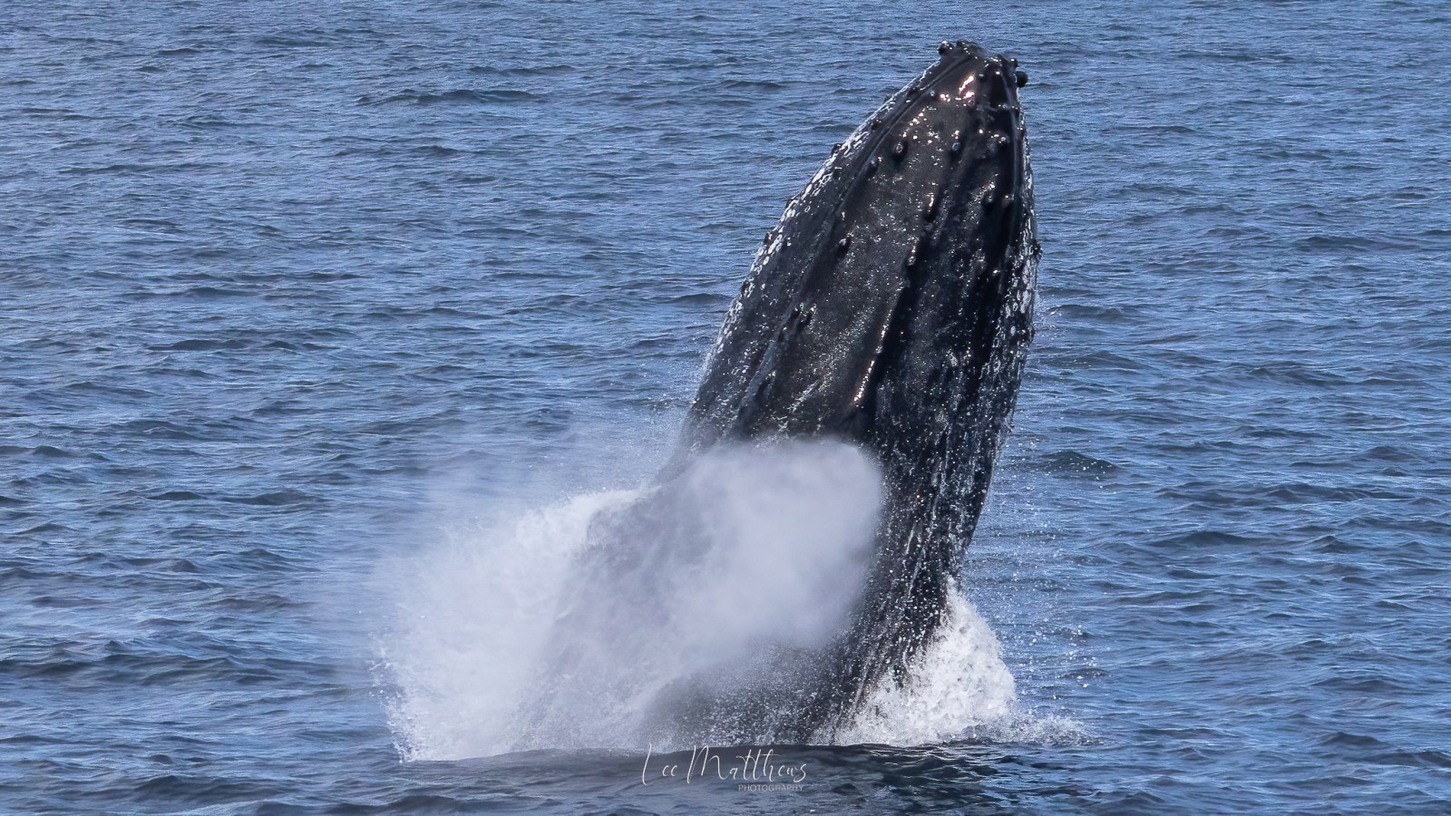 a whale jumping out of the water