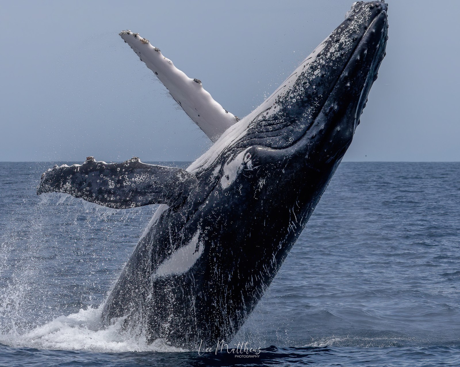 a whale jumping out of the water