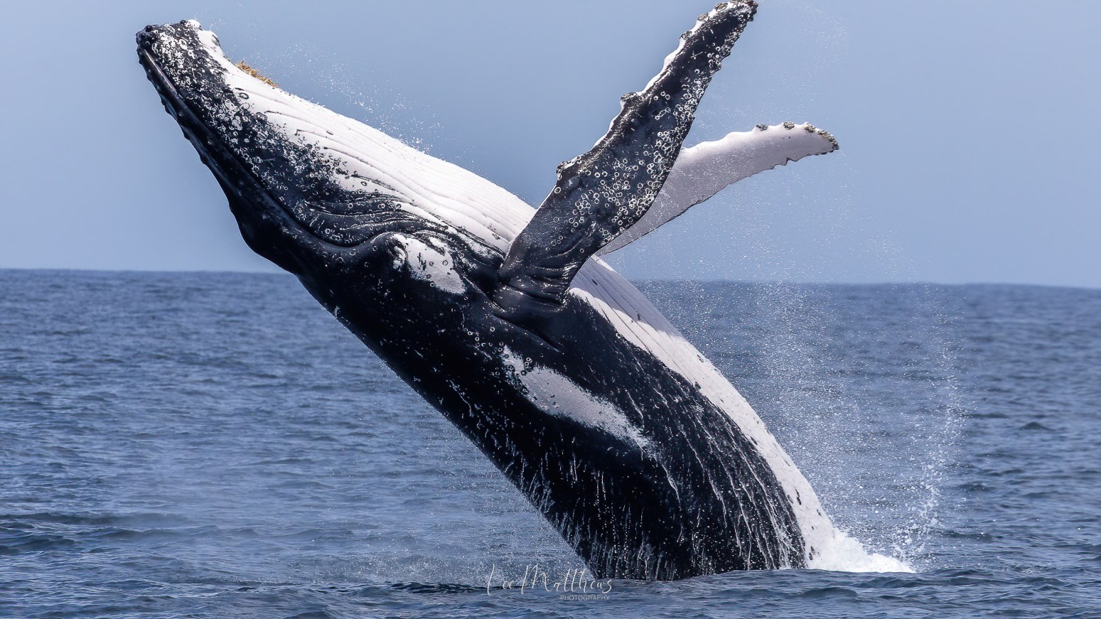 a whale jumping out of the water