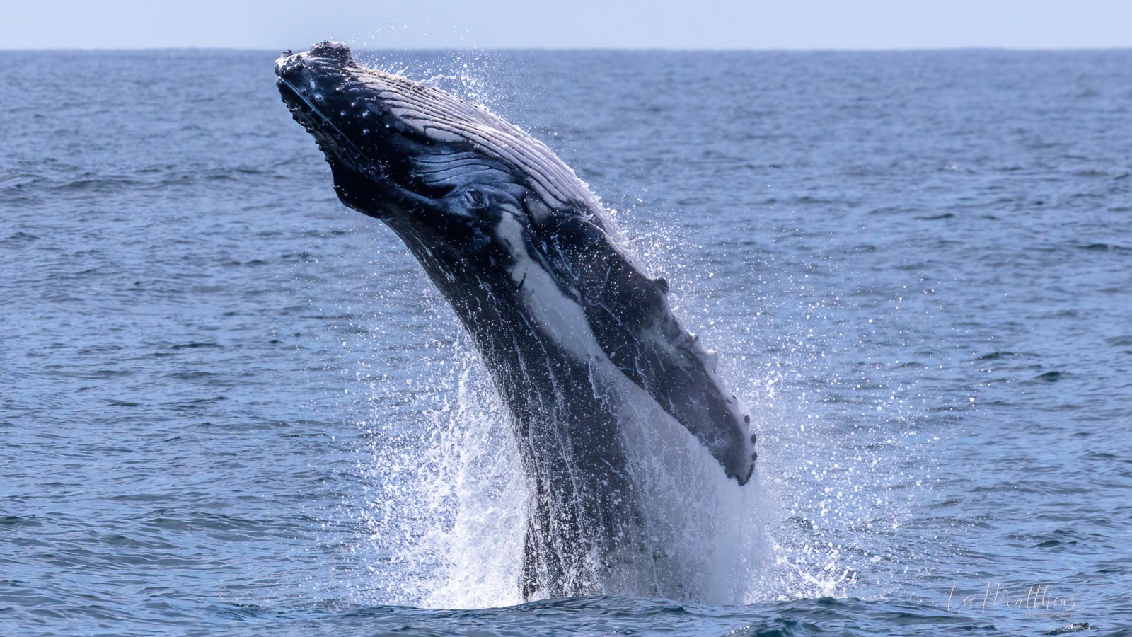 a whale jumping out of the water