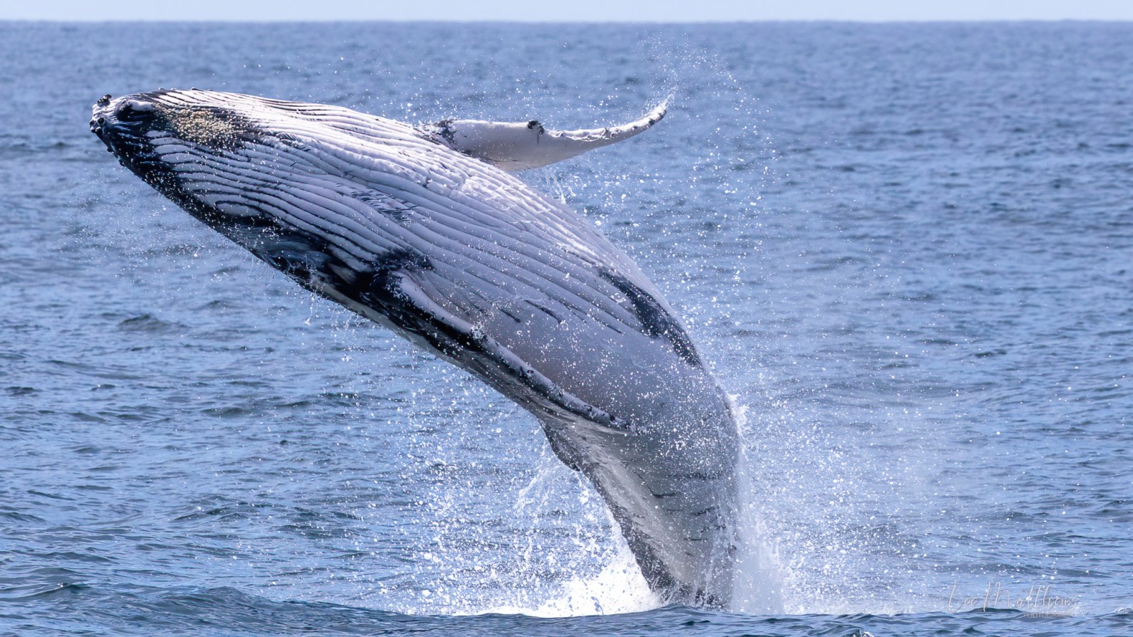 a whale jumping out of the water