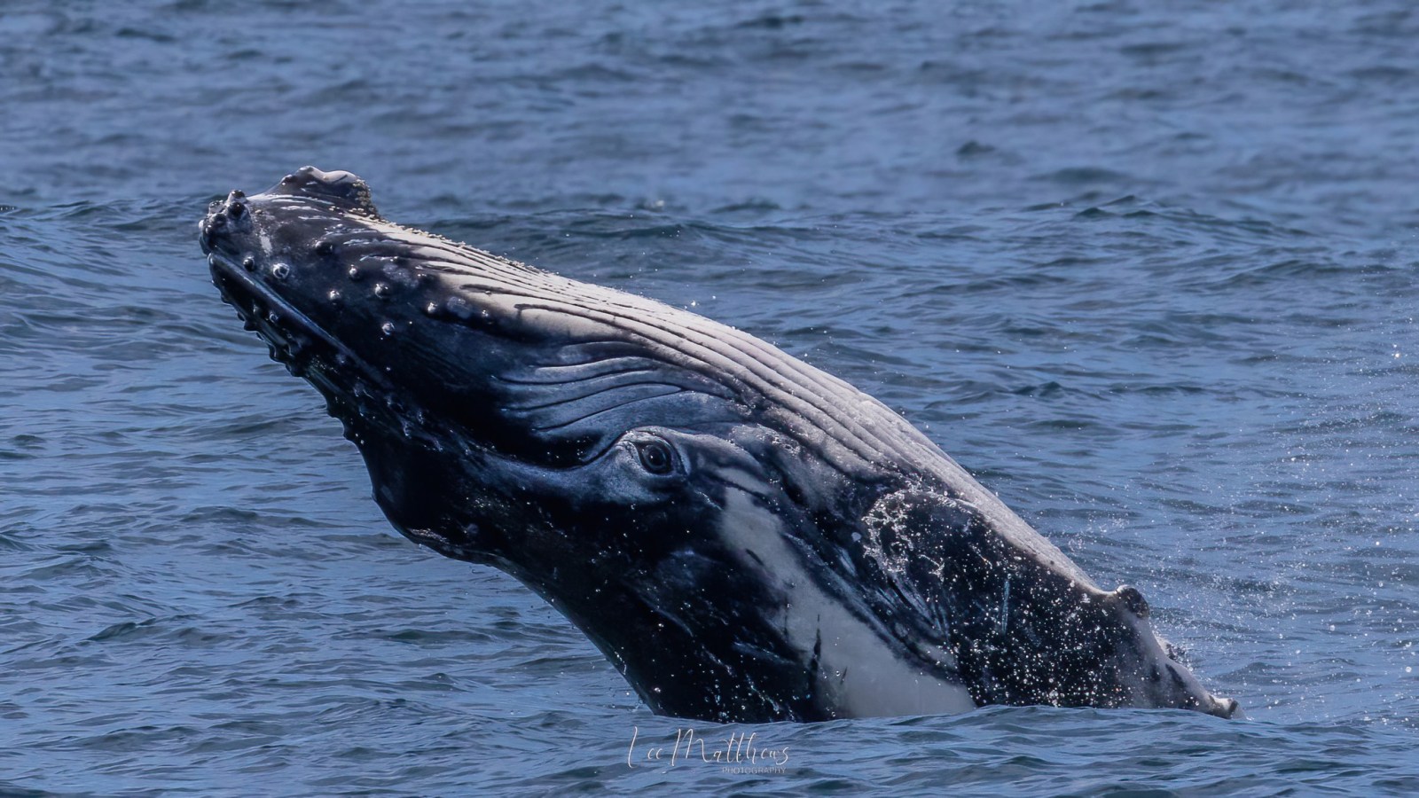 a dog swimming in a body of water