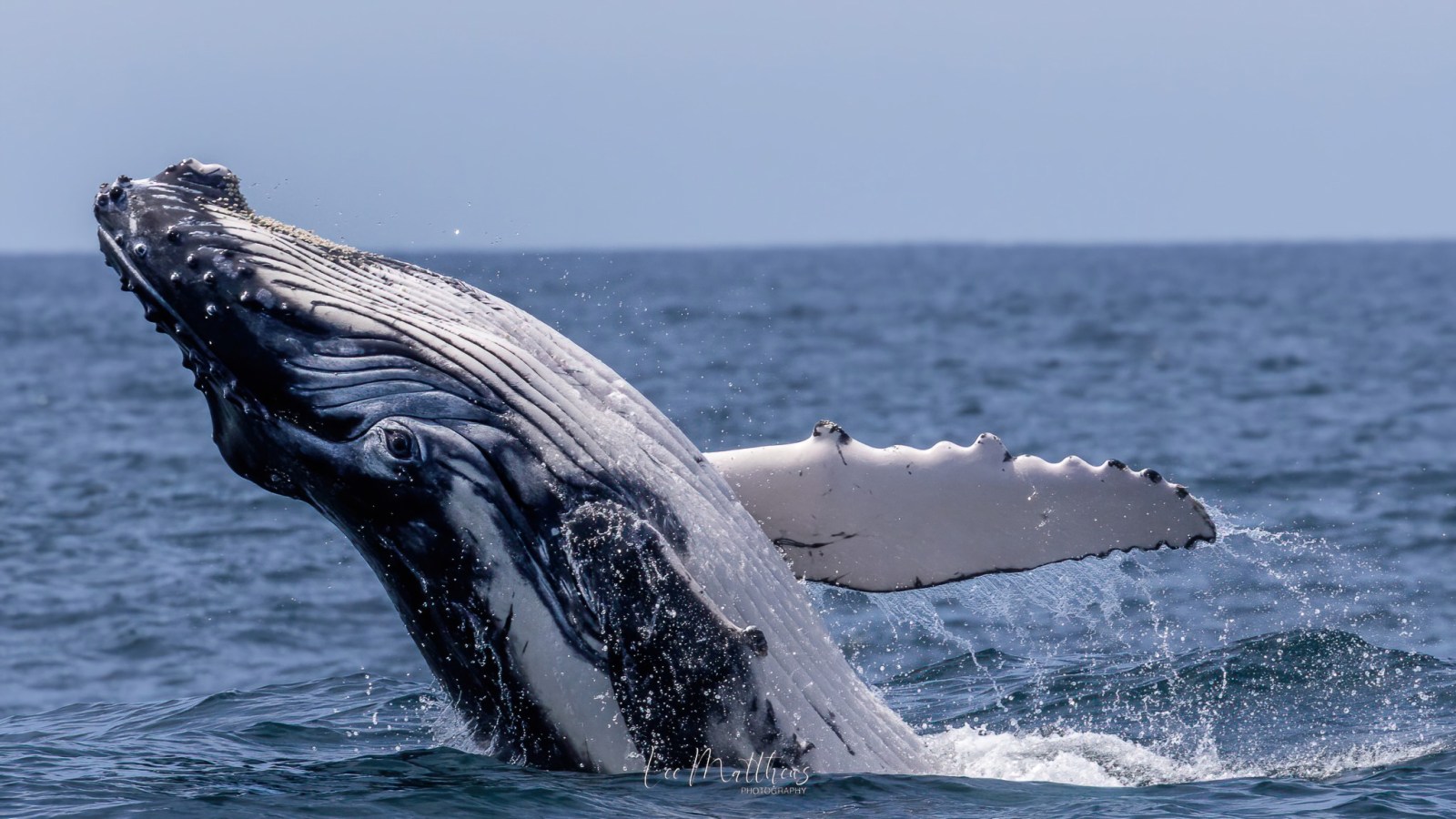 a whale jumping out of the water
