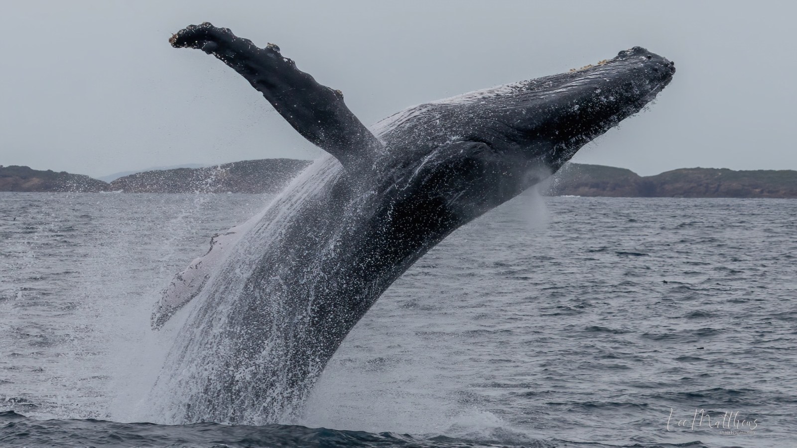 Whale Watching Moonshadow TQC Cruises Port Stephens