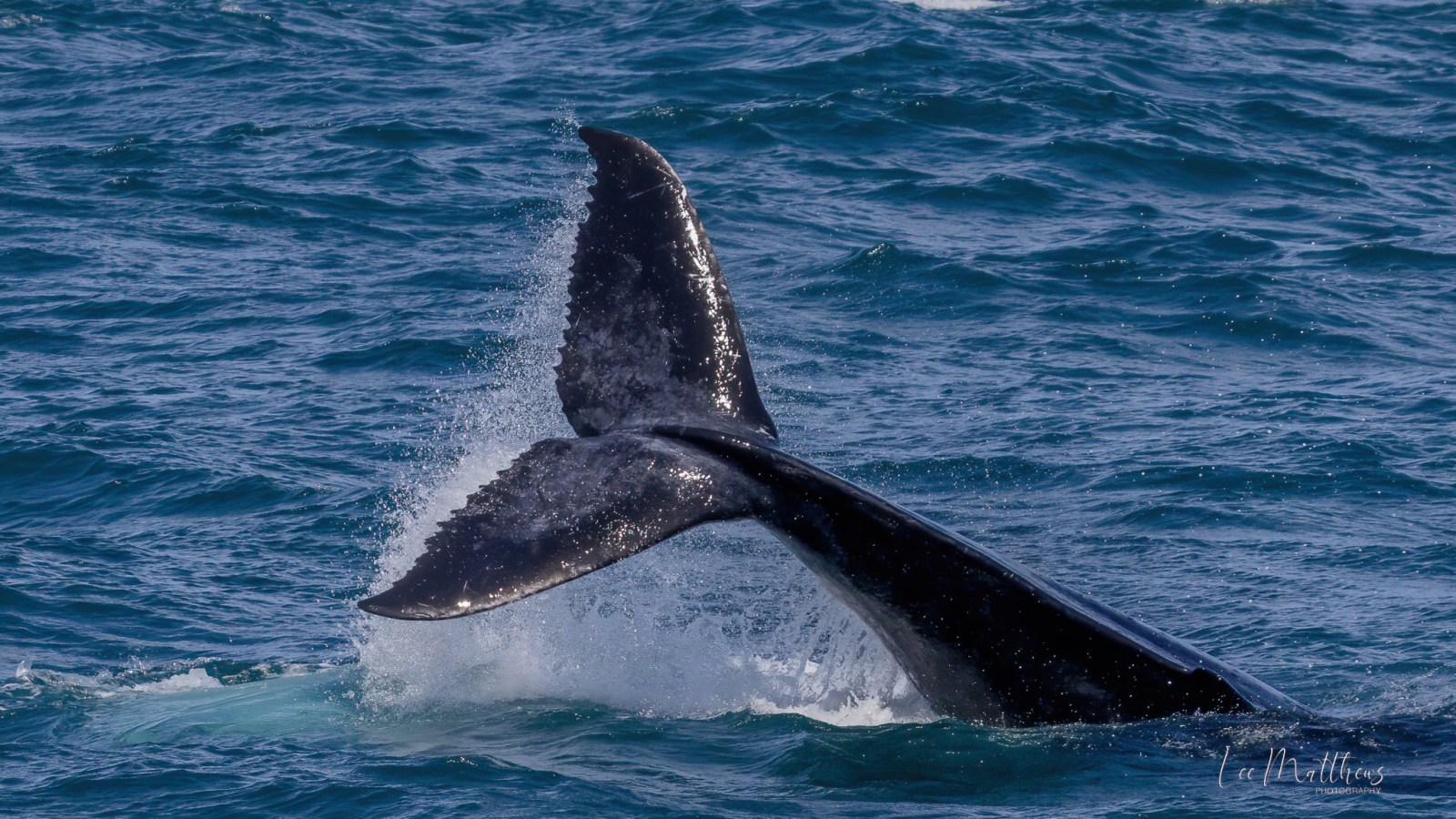 a whale jumping out of the water