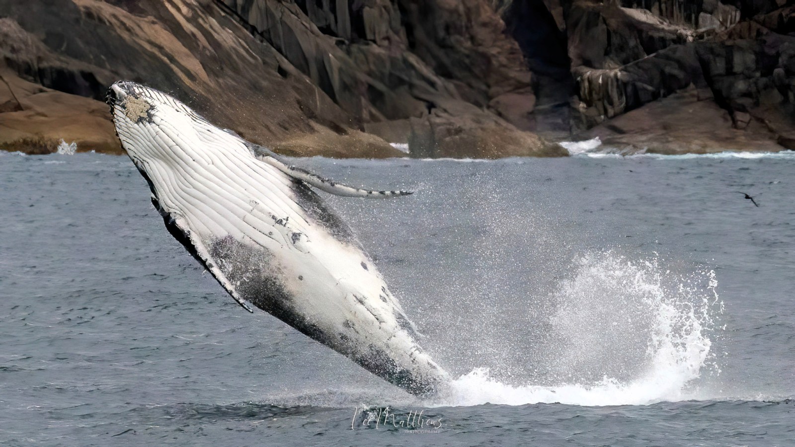 MOONSHADOW TQC WHALE WATCHING PORT STEPHENS
