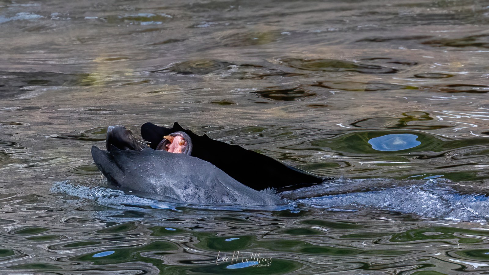 a duck swimming in a body of water