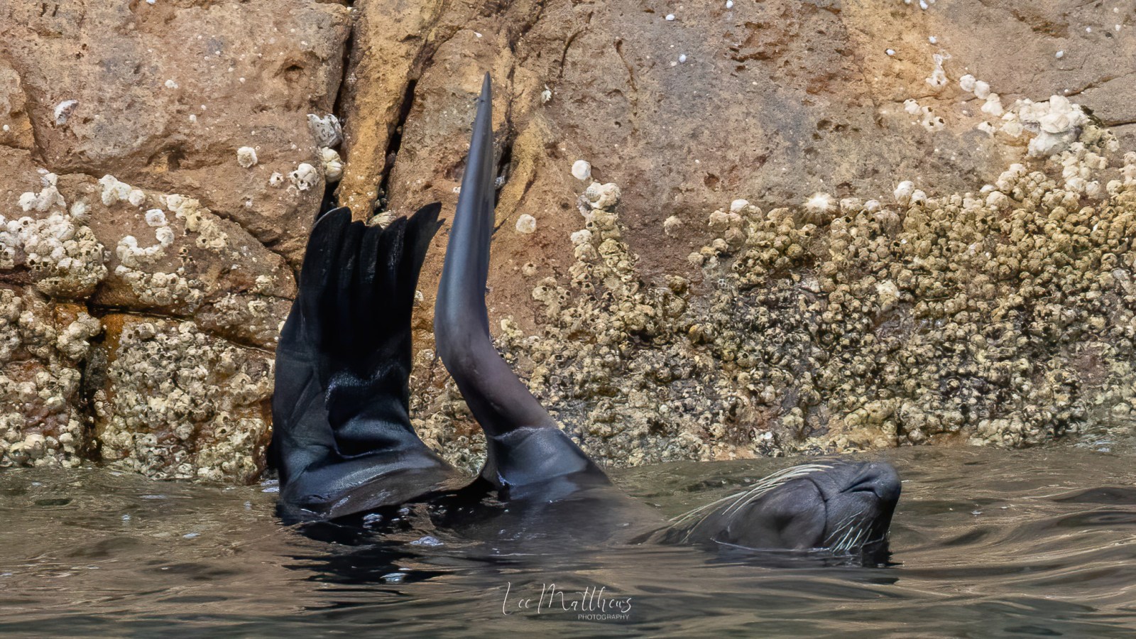 Whale Watching Moonshadow TQC Cruises Port Stephens Lee Matthews