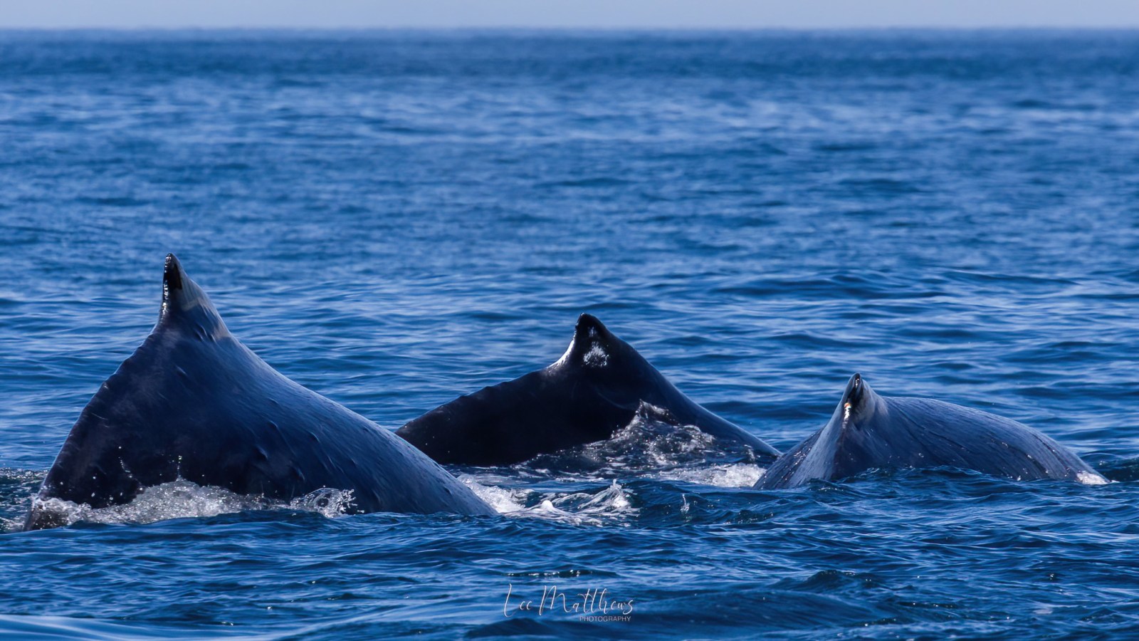 a whale swimming in a body of water
