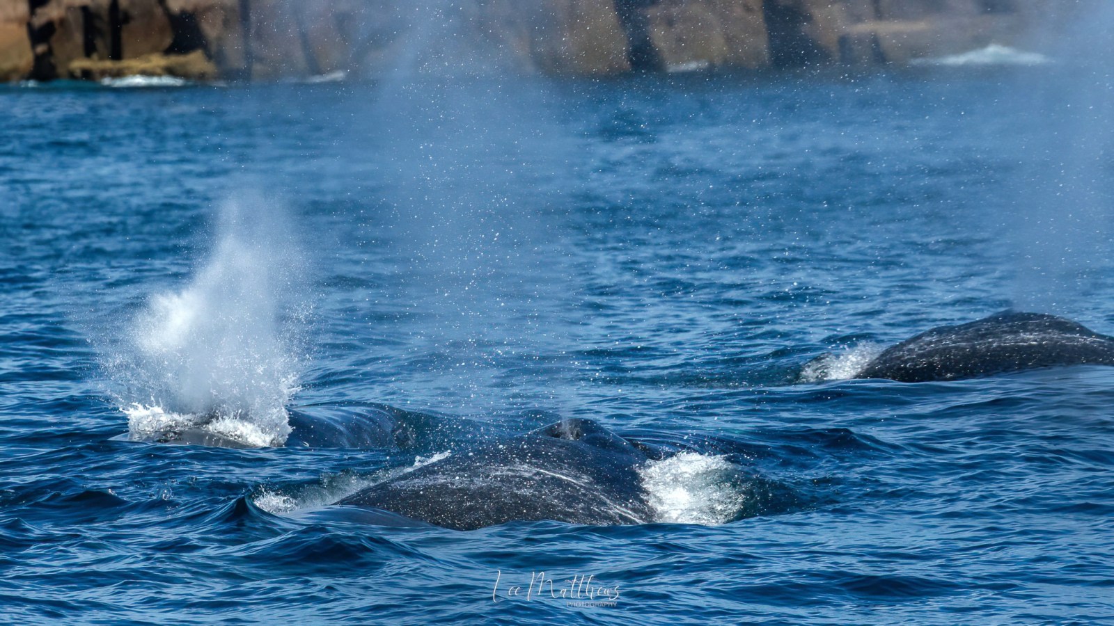 WHALE WATCHING PORT STEPHENS MOONSHADOW-TQC CRUISES