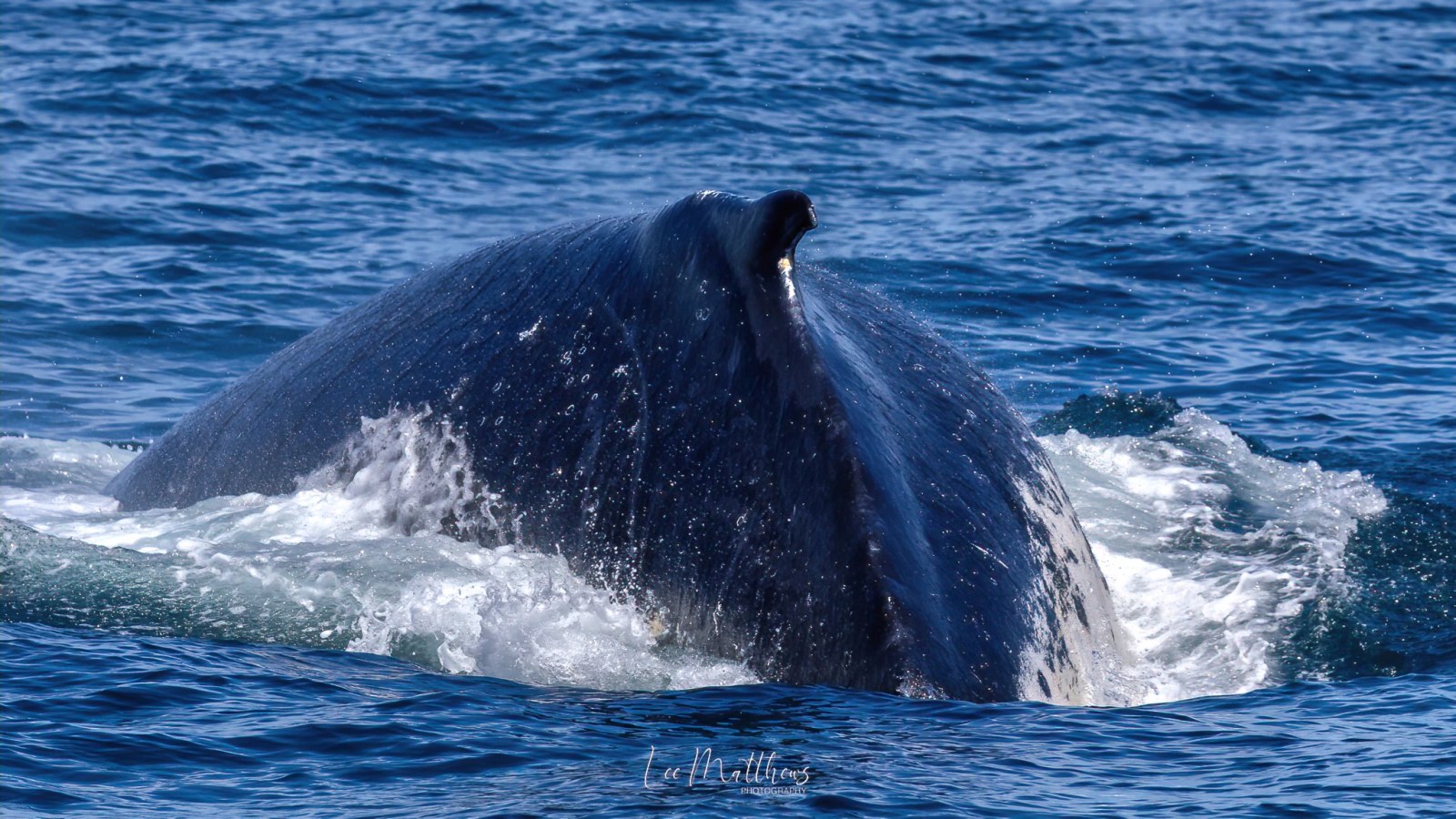 a whale jumping out of the water