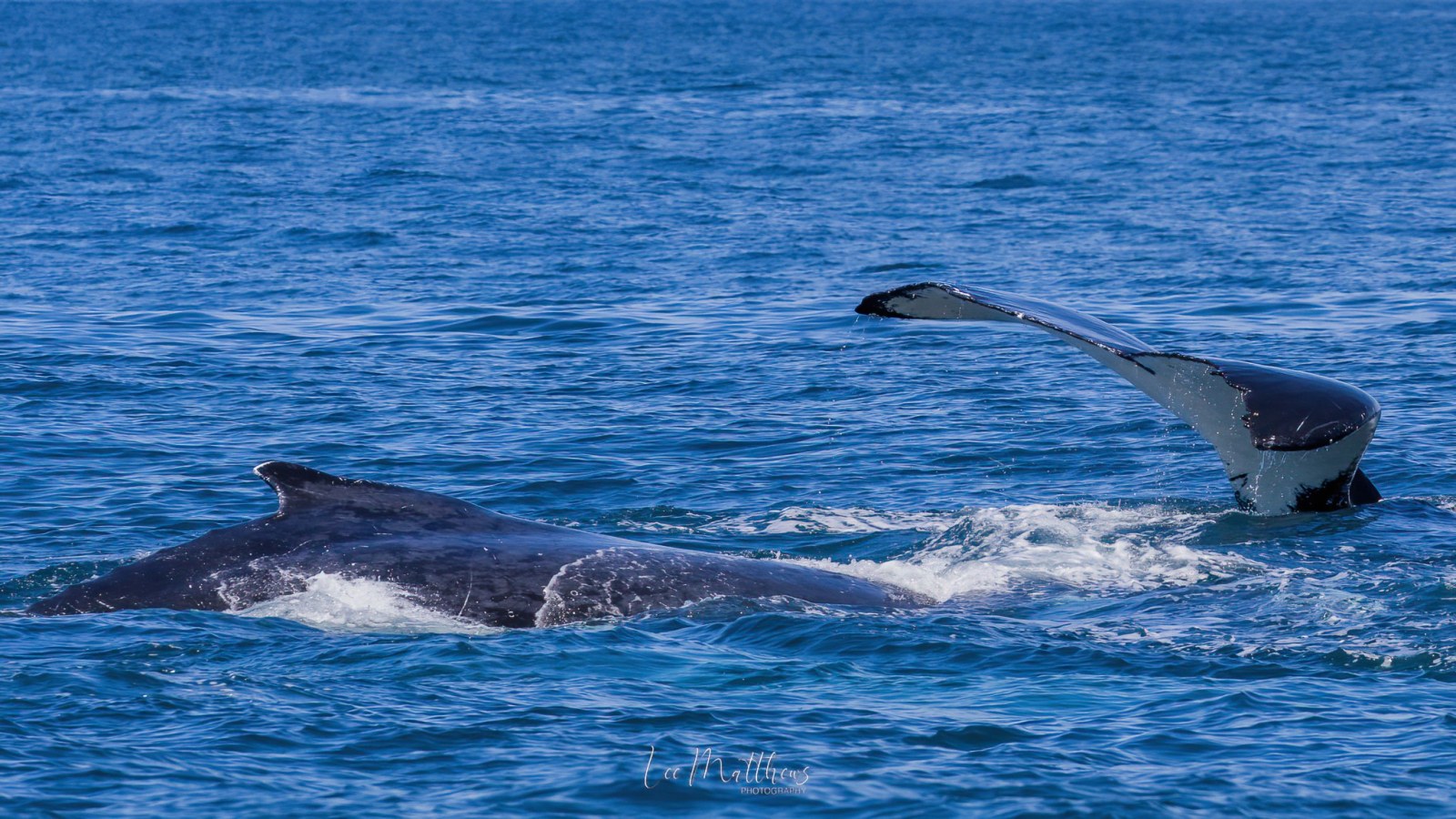 a whale jumping out of the water