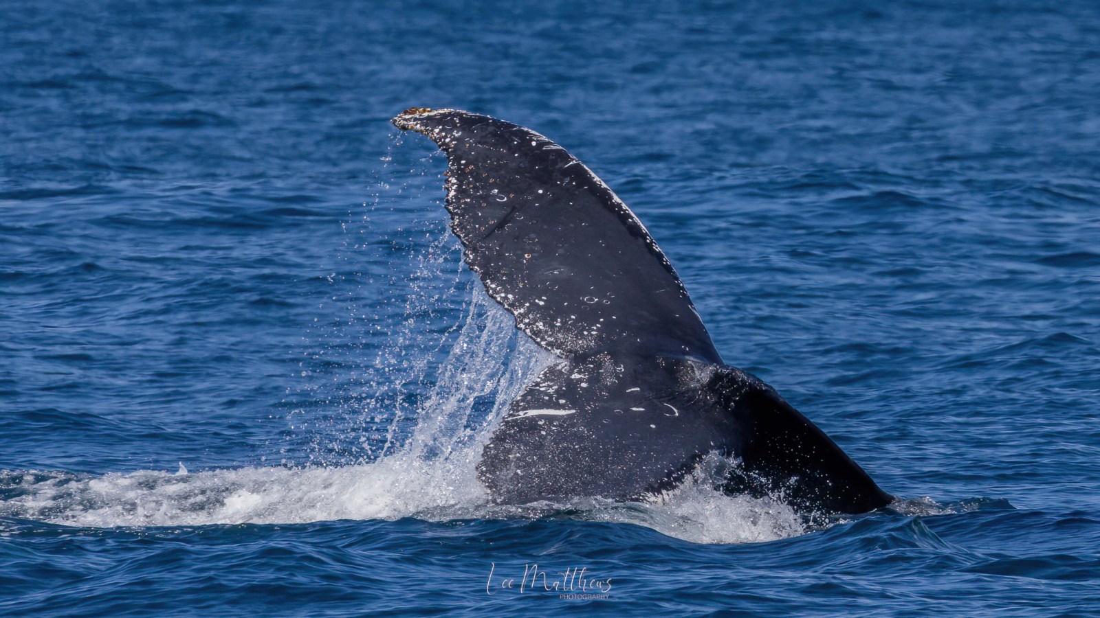 a whale jumping out of the water