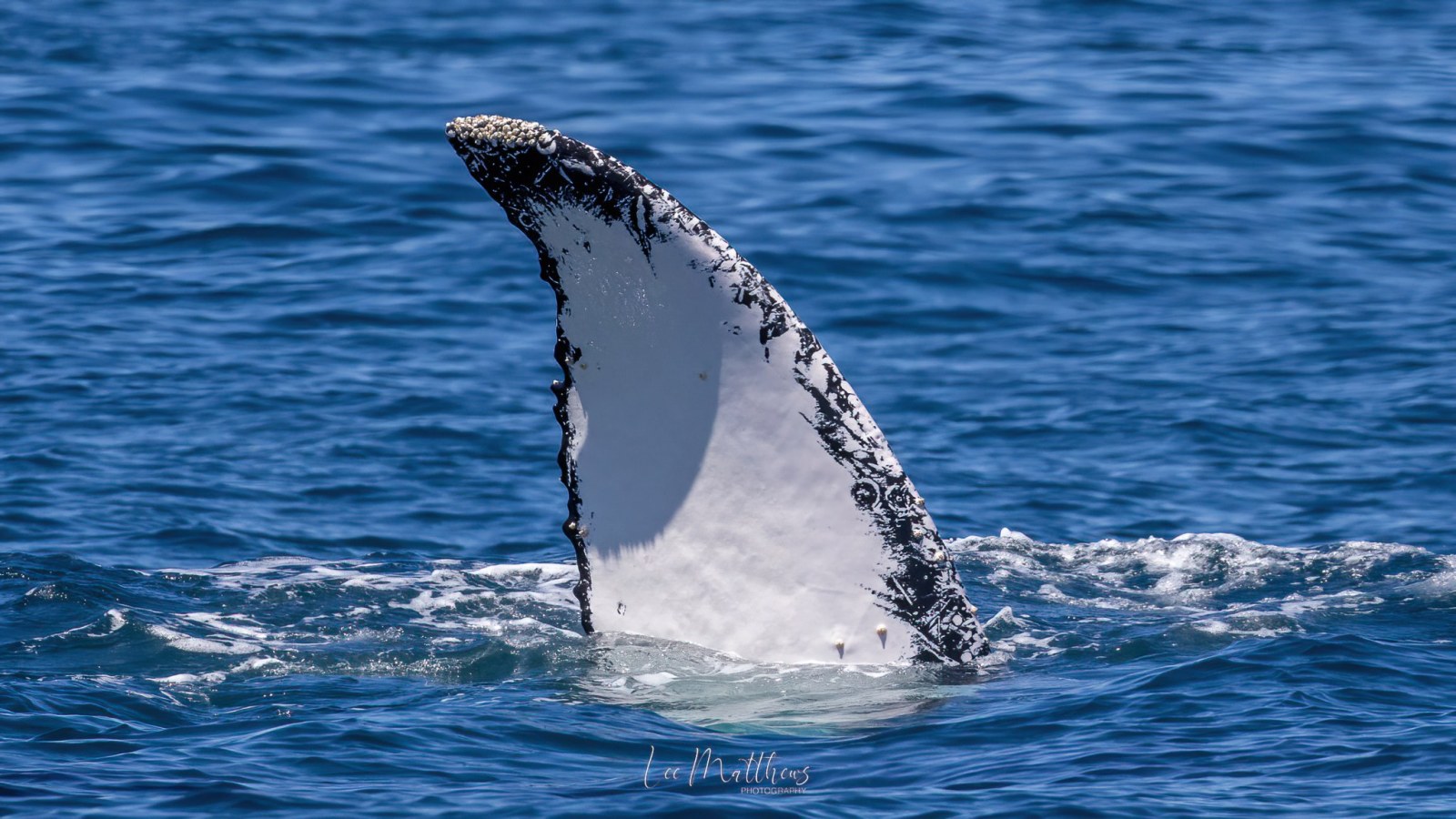 a whale jumping out of the water