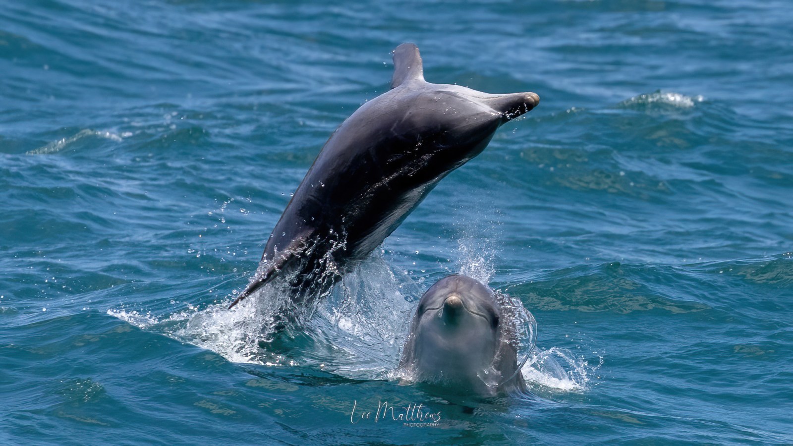 an animal swimming in the water