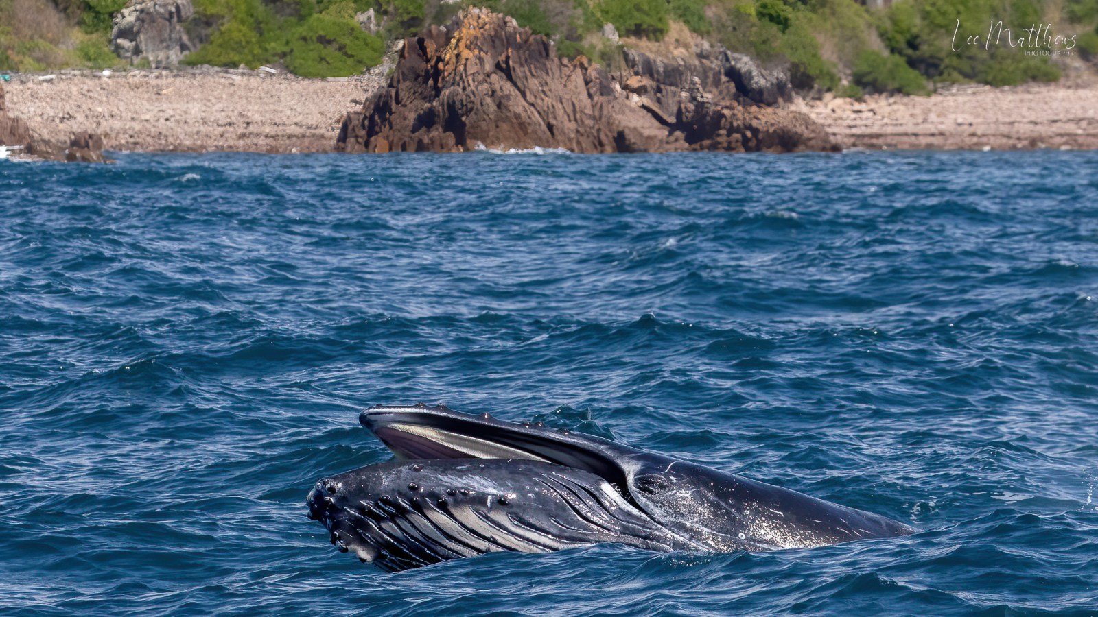 a whale jumping out of the water