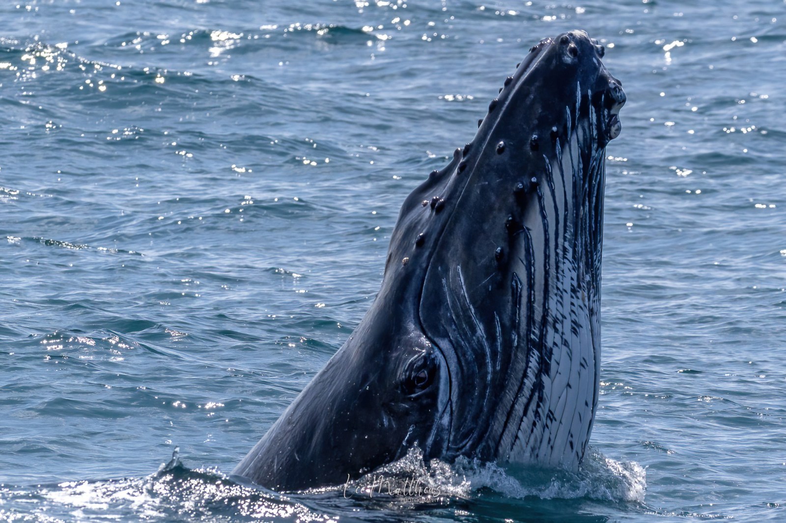 a whale jumping out of the water