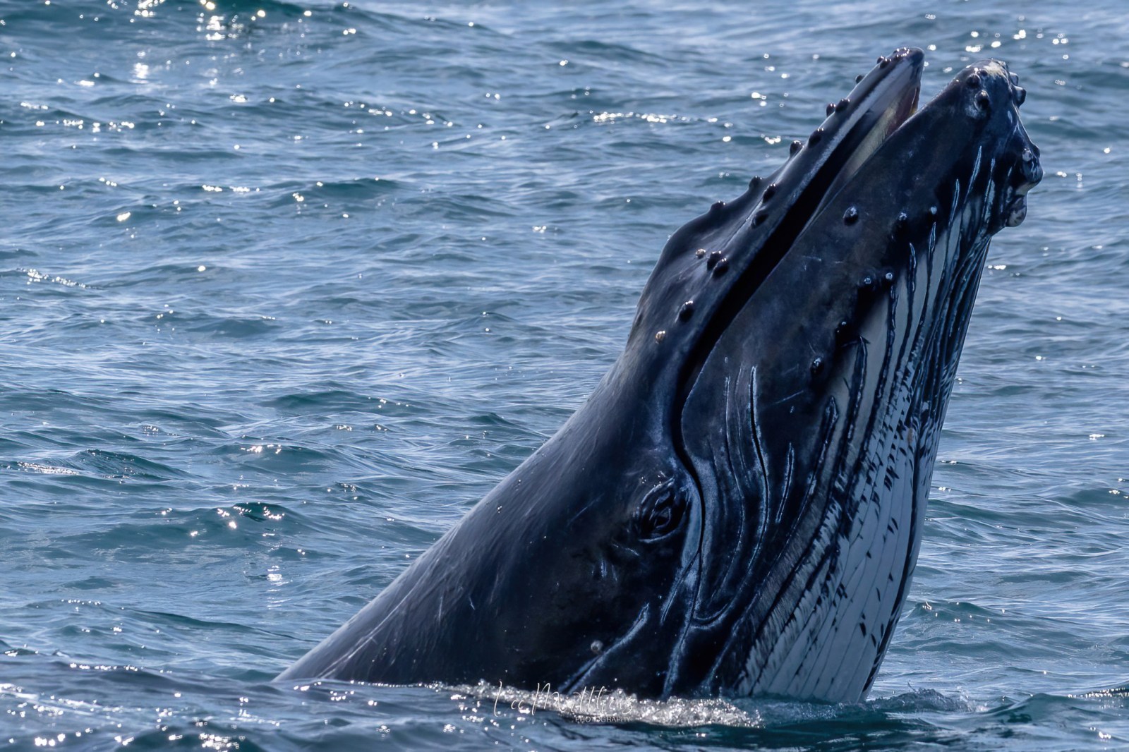 a whale jumping out of the water