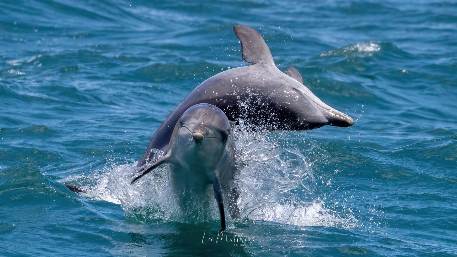 an animal swimming in the water
