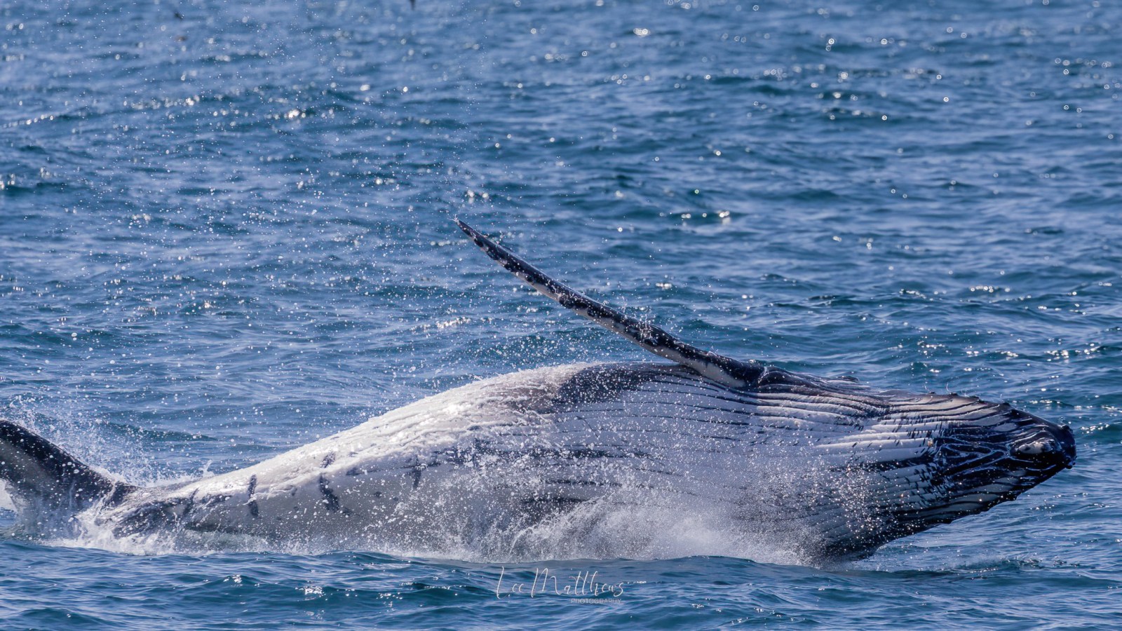 a whale jumping out of the water