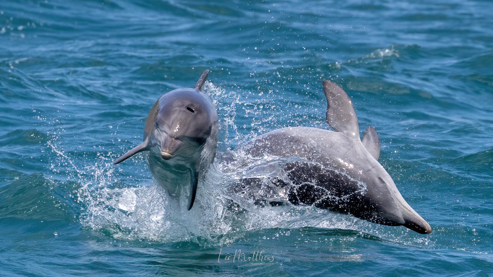 a dolphin jumping out of the water