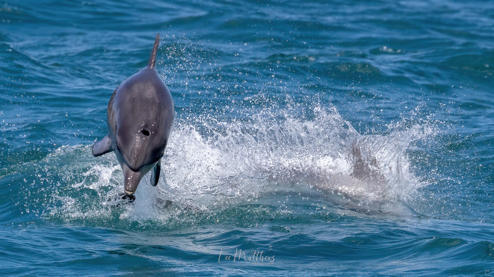 an animal swimming in the water