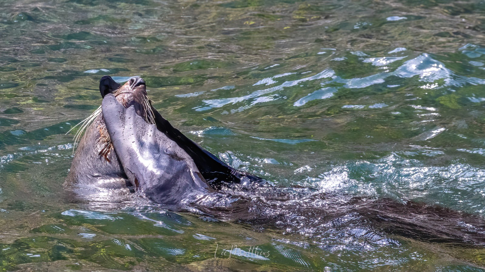 Whale Watching Moonshadow TQC Cruises Port Stephens Lee Matthews