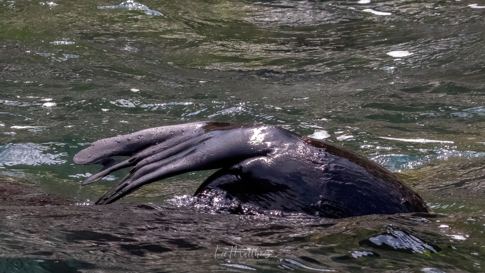 a bear swimming in a body of water
