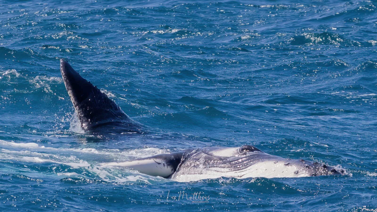 Whale Watching Moonshadow TQC Cruises Port Stephens