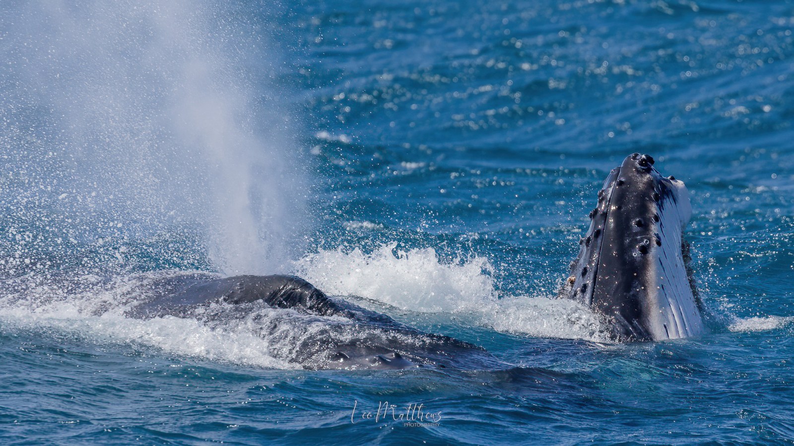 a whale jumping out of the water
