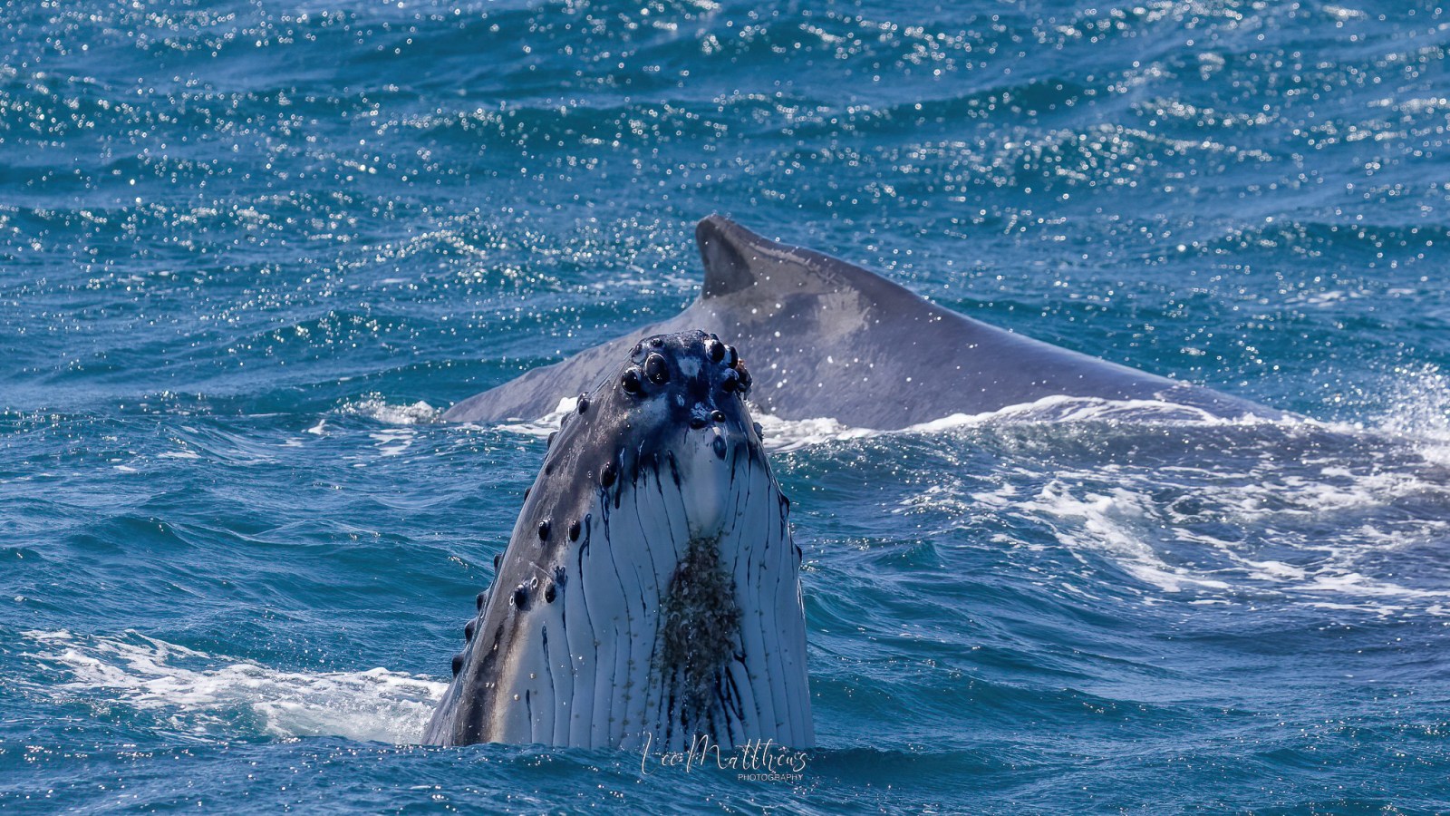 a whale swimming under water
