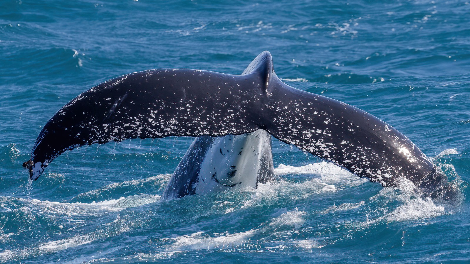 a person riding a wave on a surfboard in the water