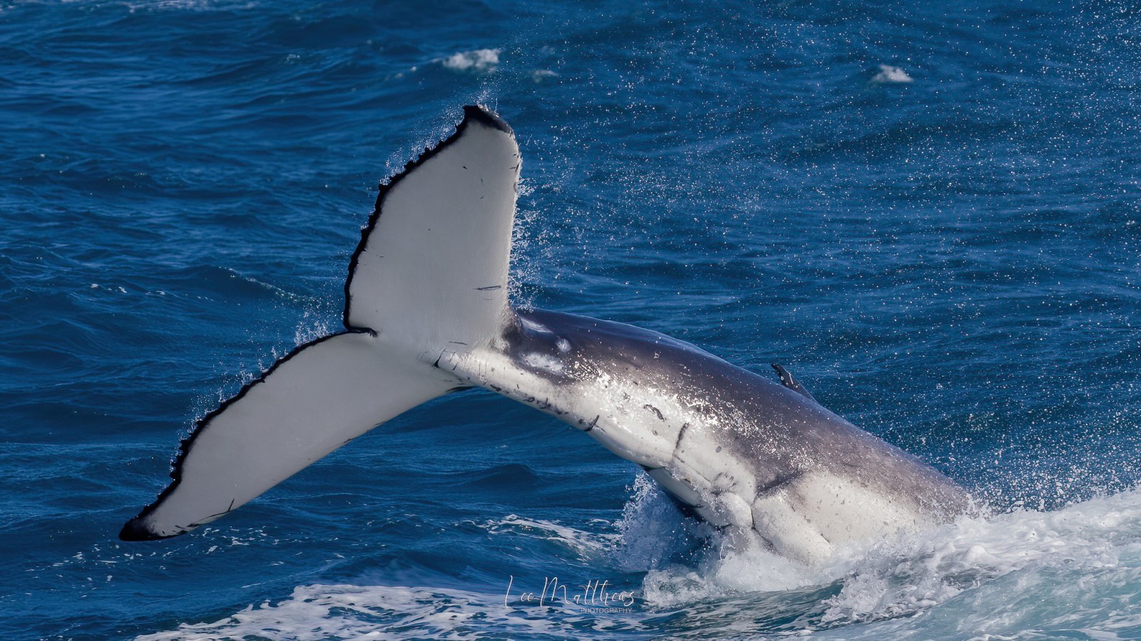 an animal swimming in the water