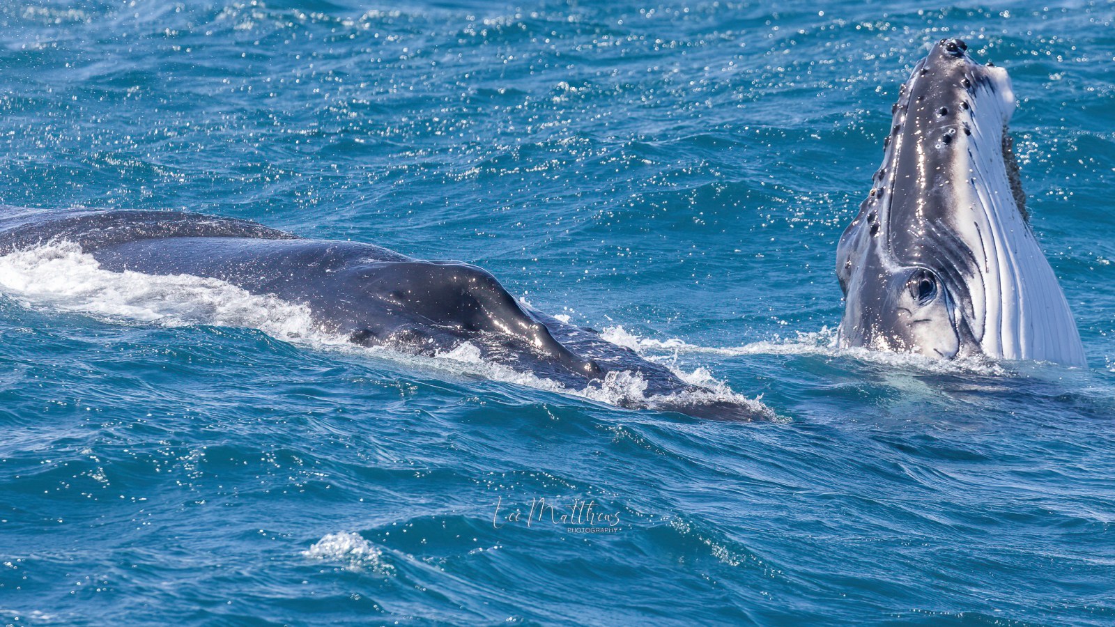an animal swimming in the water