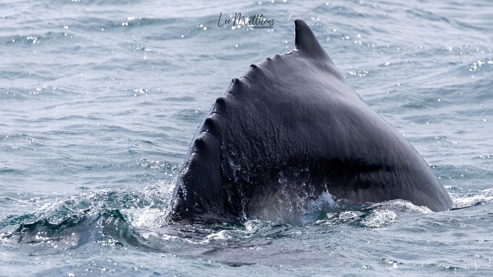 Whale Watching Moonshadow TQC Cruises Port Stephens