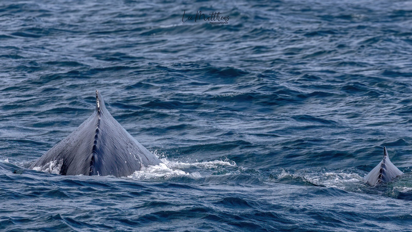 a whale jumping out of the water