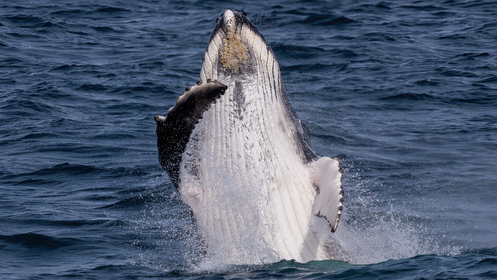 a whale jumping out of the water