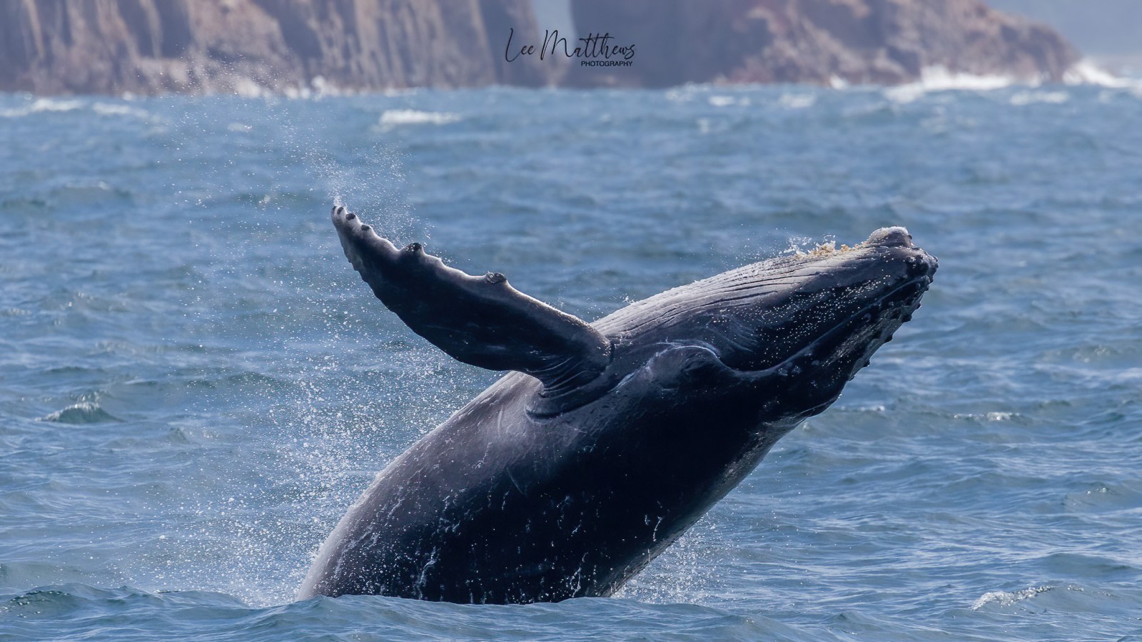 a whale jumping out of the water