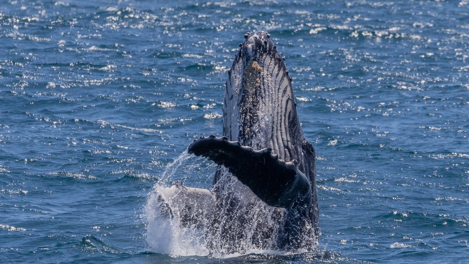 a whale jumping out of the water