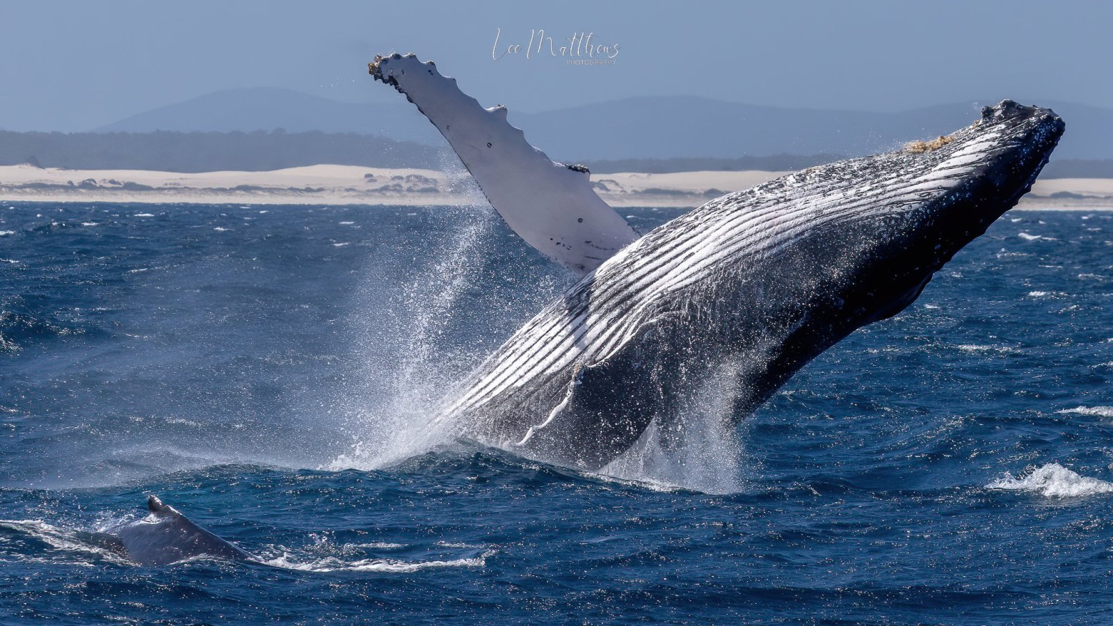 a whale jumping out of the water